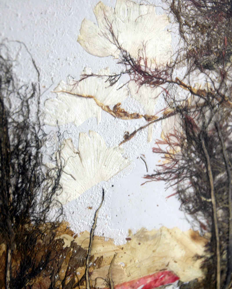 René Dhombres : Imagerie végétale, dried plants, Pflanzen,  押し葉画