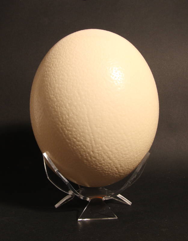 Acheter un oeuf d'Autruche - coquille avec petits défauts, pour