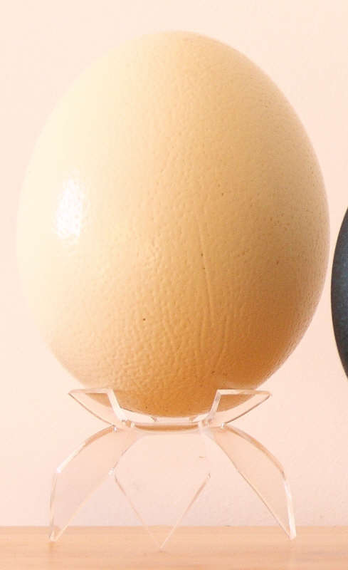  The largest eggs : osttrich eggs, with a large choice in sizes and shell roughness