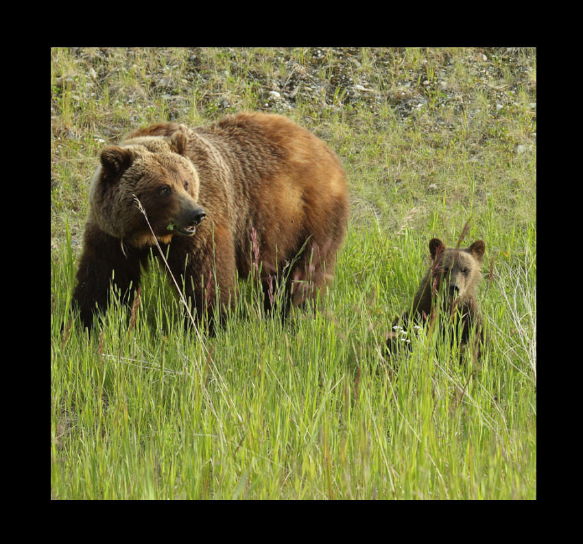 Photographie de Grizzli - Yukon