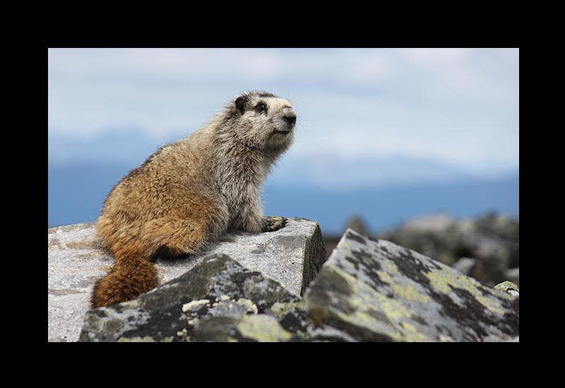 Photographie Marmotte- Yukon