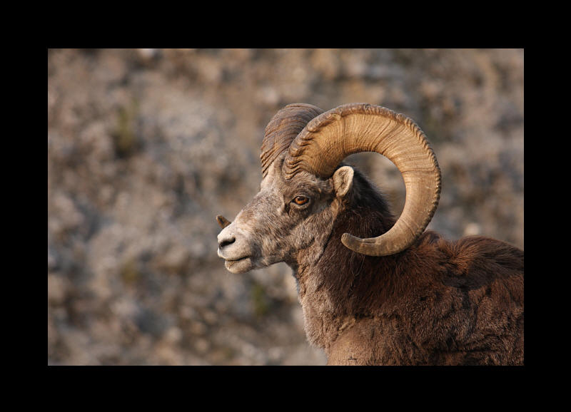 Photographie Mouflon - Yukon