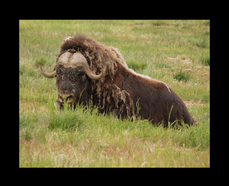 Photographie Boeuf Musqué - Yukon