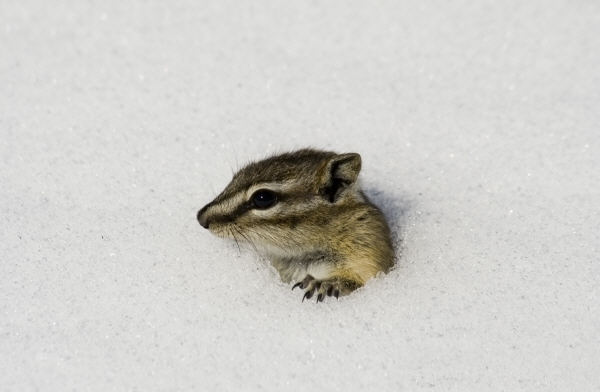Photo  Tamia - Yukon