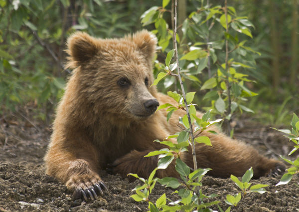 Photo Jeune Grizzli - Yukon