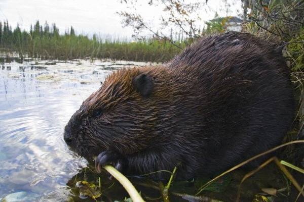 Beaver - Stefan Wackerhagen - Yukon