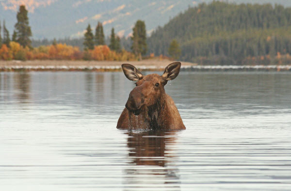 Photo Orignal - Yukon