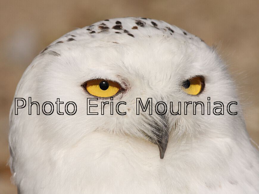 Eric Mourniac - Portrait de Chouette Harfang