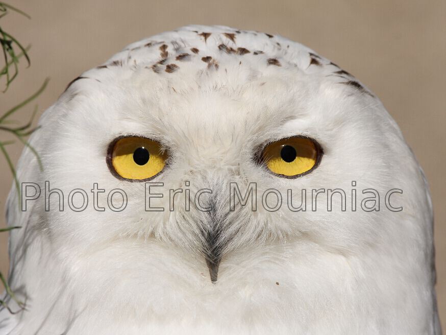 Eric Mourniac - Portrait de Chouette Harfang