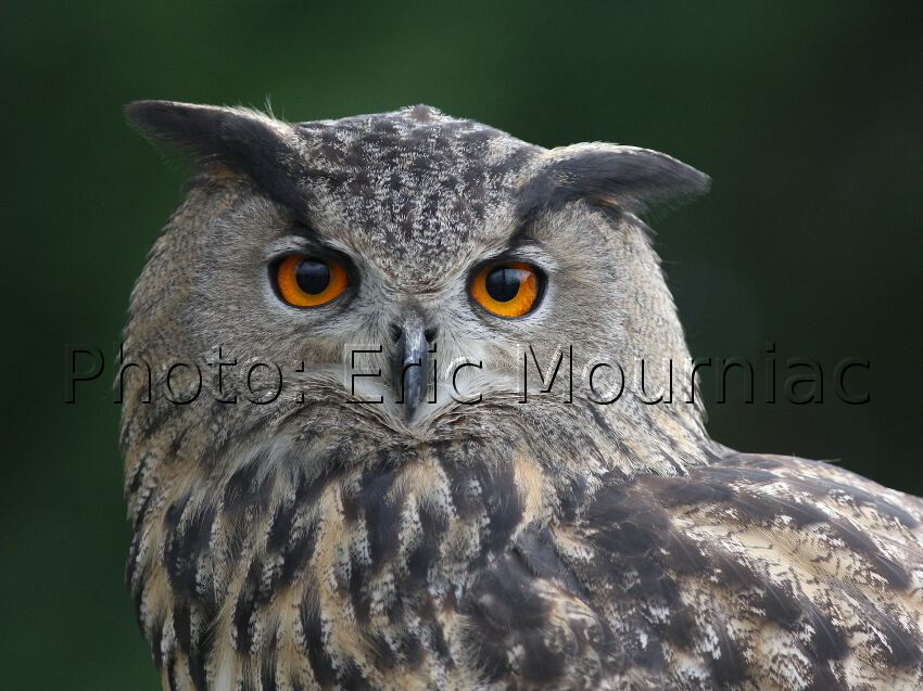 Eric Mourniac - Portrait de Hibou Grand Duc