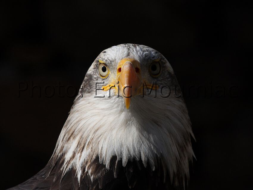 Eric Mourniac - Portrait de Pygargue - Bald Eagle