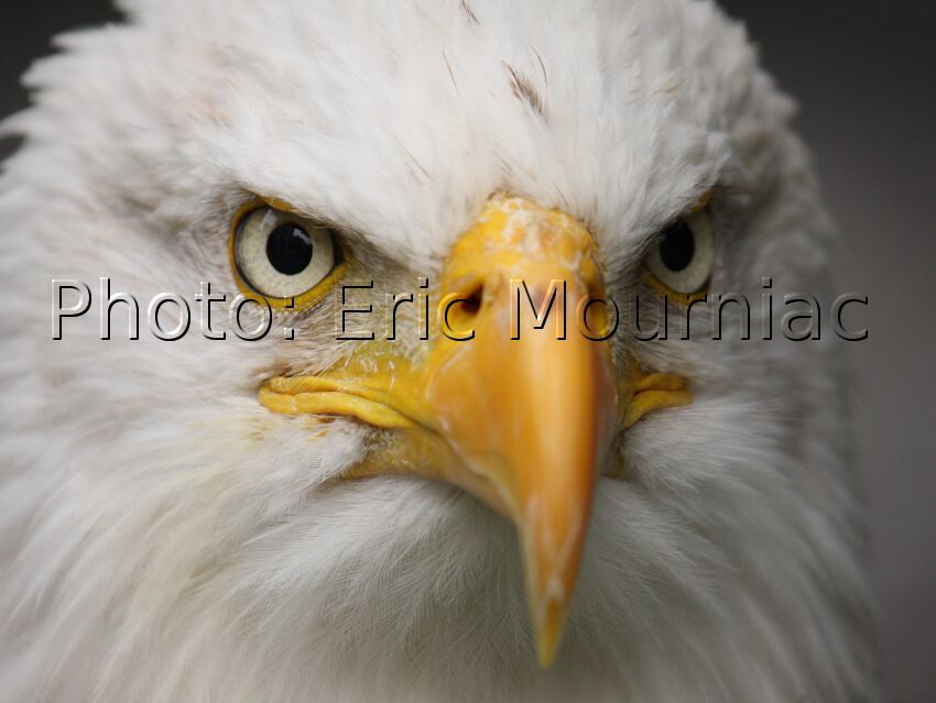 Eric Mourniac - Portrait de Pygargue - Bald Eagle
