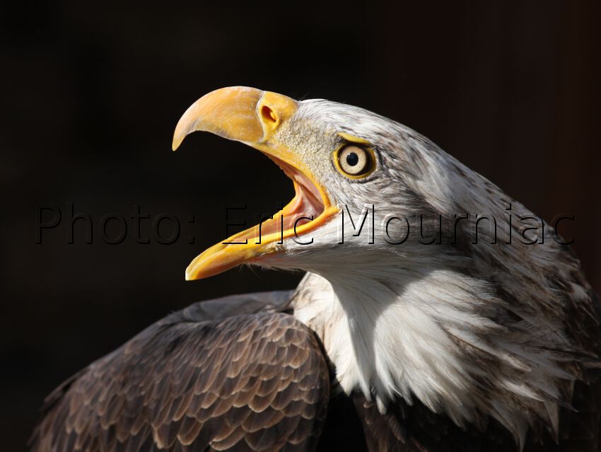Eric Mourniac - Portrait de Pygargue - Bald Eagle