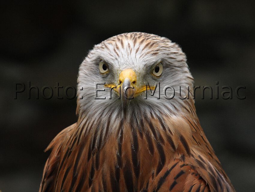 Eric Mourniac - Portrait de Milan Royal