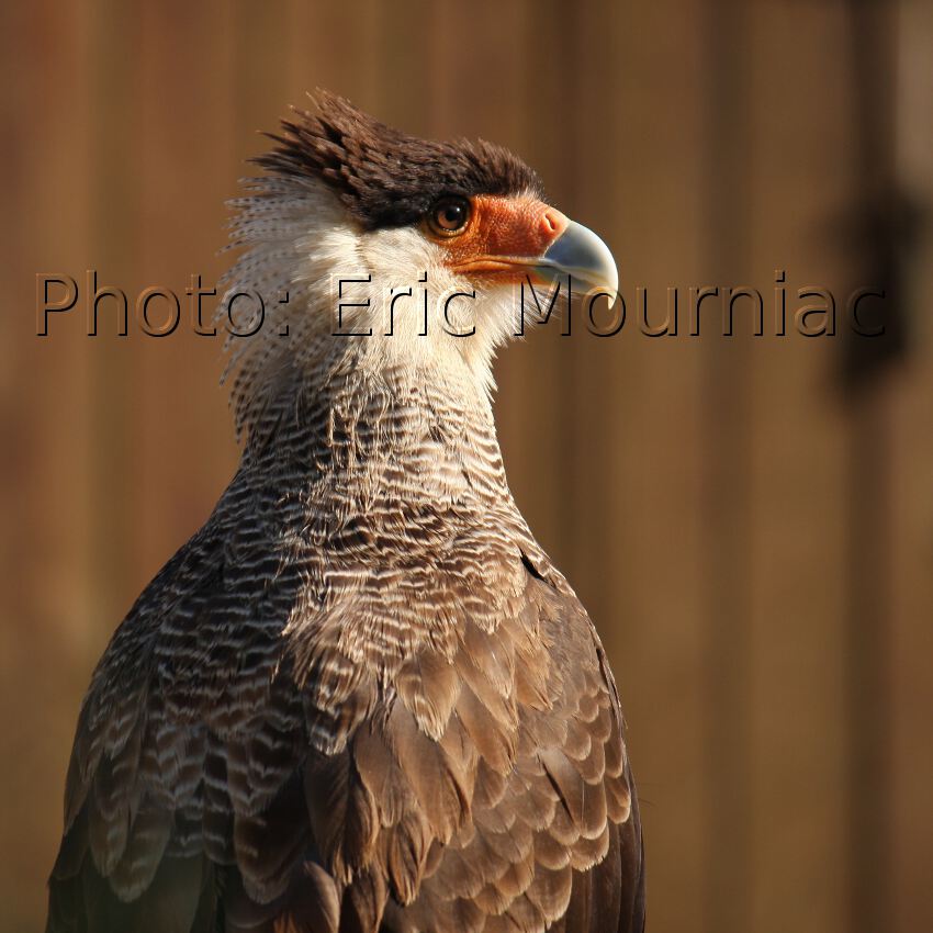 Eric Mourniac - Portrait de Caracara