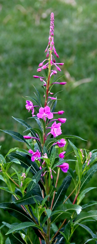 Fireweed, Yukon flower