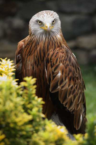 Photo d'oiseau - Eric Mourniac