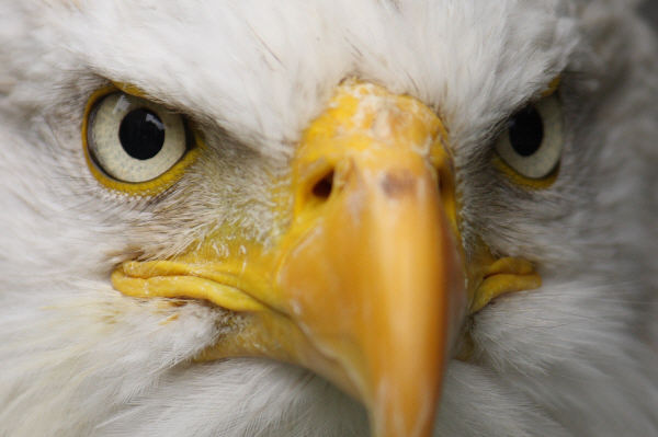 Photo d'oiseau - Eric Mourniac