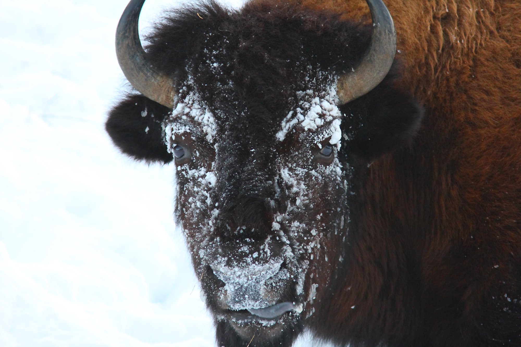 Un bison sous la neige