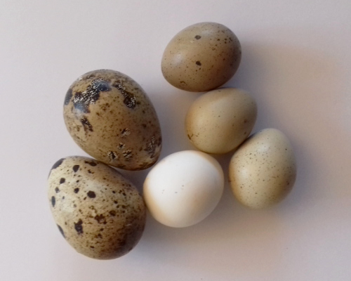  Smallest eggs : parakeet, quail, pigeon,, etc...