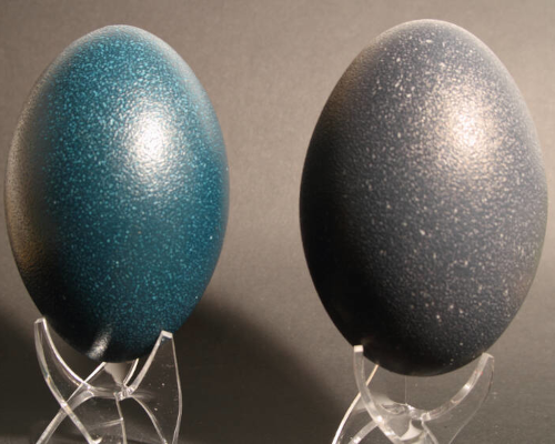 
		 Exceptional colored eggs : emu eggs