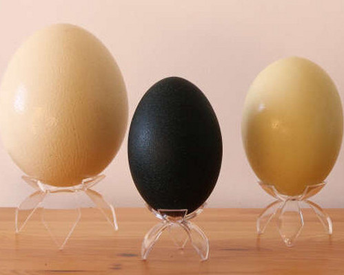 
		 Blown egg shells, blown ostrich eggshell, blown goose eggs