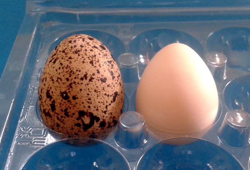  Smallest eggs : parakeet, quail, pigeon,, etc...