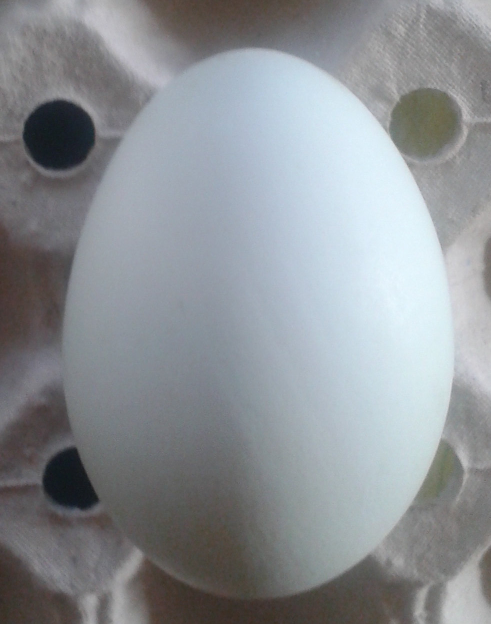  Averaged size eggs : duck, turkey