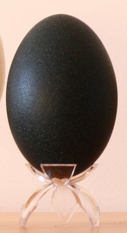 
		 Exceptional colored eggs : emu eggs