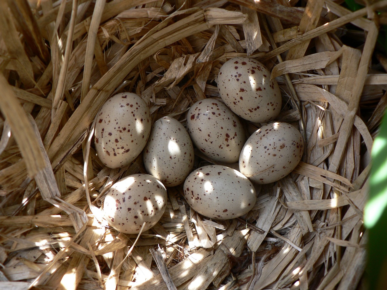 Oeuf de poule d'eau dans un nid,  Images : crédit pixabay