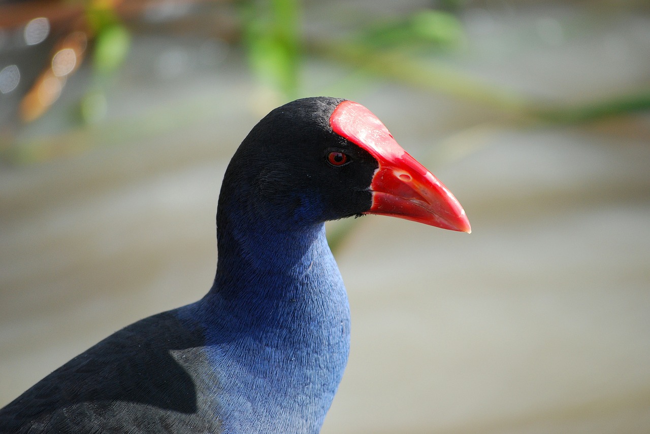 Photo de poule d'eau, Images : crédit pixabay