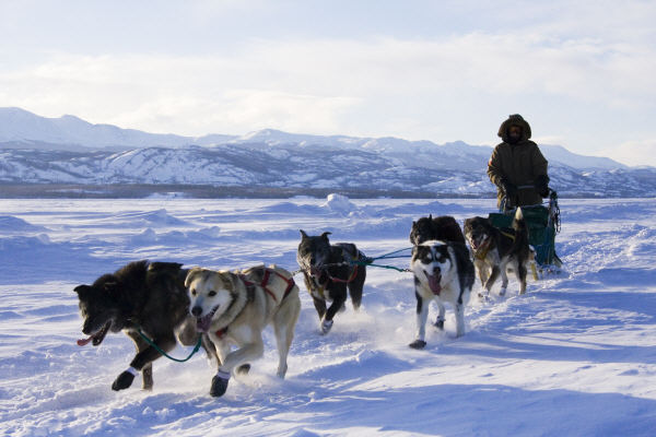 Chiens de traineau - Stefan Wackerhagen - Yukon