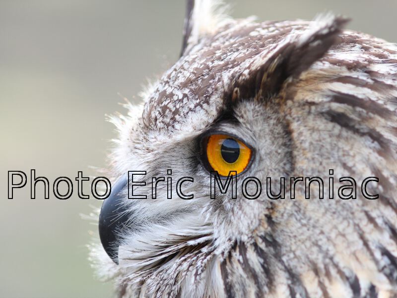 Photo de hibou grand duc